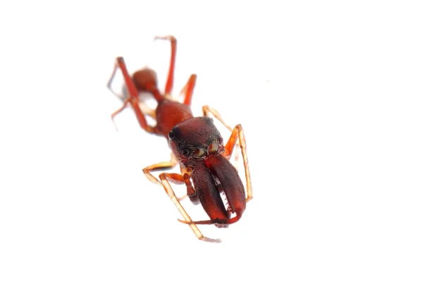 Mravenec napodobovací pavouk myrmarachne — Stock fotografie