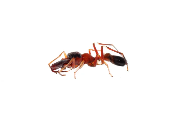 Ant imite l'araignée myrmarachne — Photo