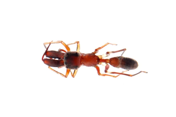 Karınca kopyalama örümcek myrmarachne — Stok fotoğraf
