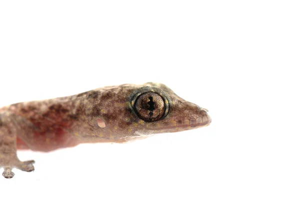 Ζώων κινεζική gecko — Φωτογραφία Αρχείου