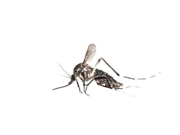 Изолированные комары — стоковое фото