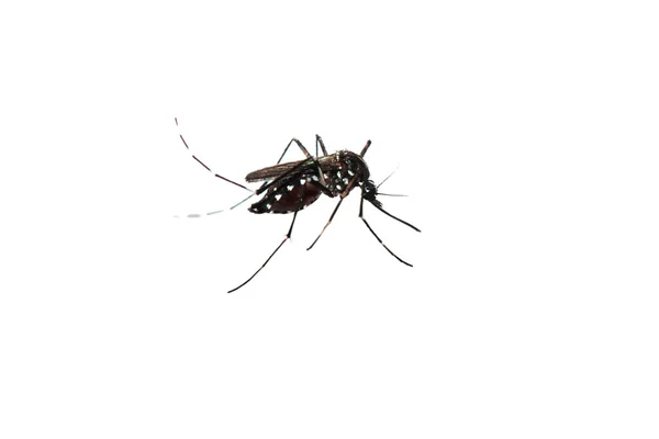 Mosquito isolado — Fotografia de Stock