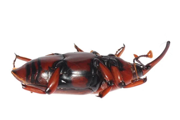 Escarabajo del hocico Weevil —  Fotos de Stock