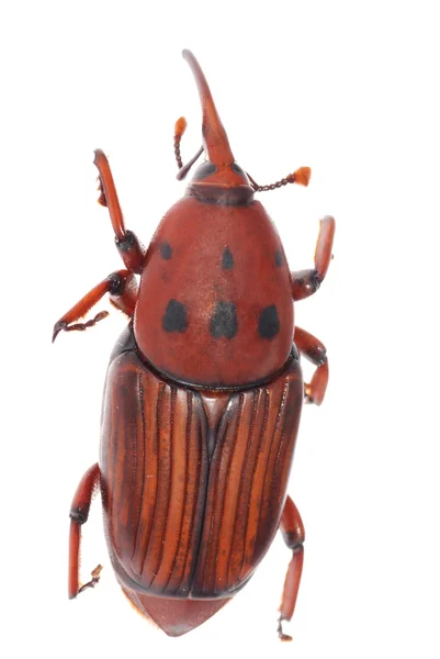 ゾウムシ鼻面甲虫 — ストック写真