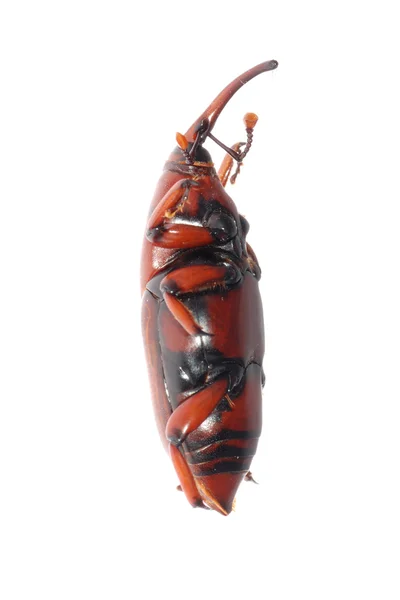 ゾウムシ鼻面甲虫 — ストック写真
