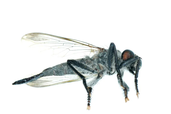 Νεκρό μύγα — Φωτογραφία Αρχείου