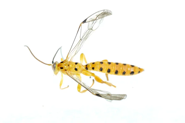 Žlutá wasp — Stock fotografie