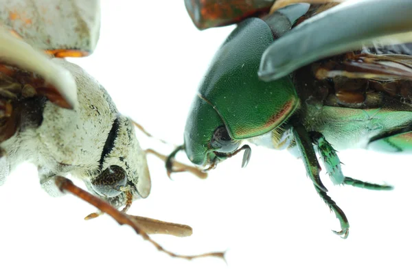 Κανθάρου scarab δύο — Φωτογραφία Αρχείου