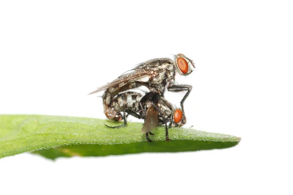 Acasalamento mosca inseto isolado — Fotografia de Stock