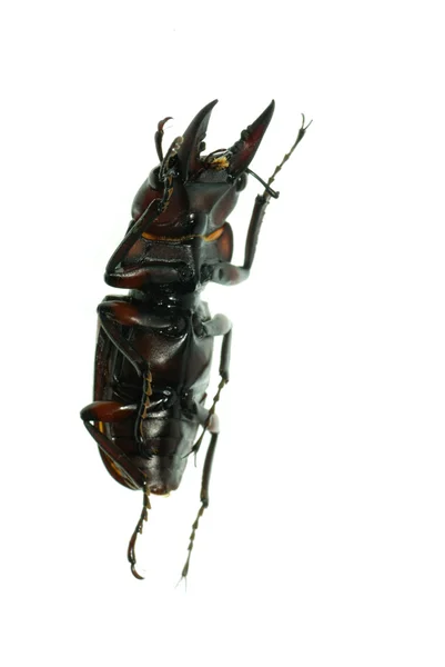 Besouro de veado de insetos — Fotografia de Stock
