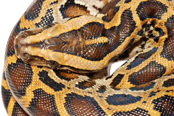 Serpente di Boa — Foto Stock