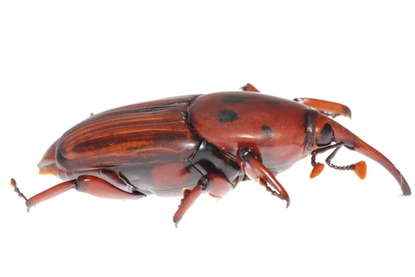 Escarabajo del hocico Weevil — Foto de Stock