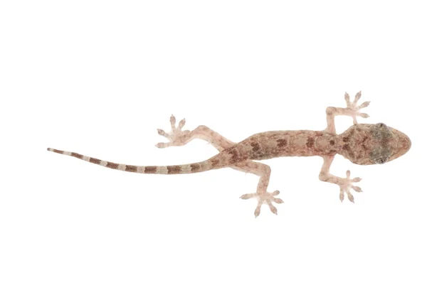 Dierlijke chinese gecko — Stockfoto