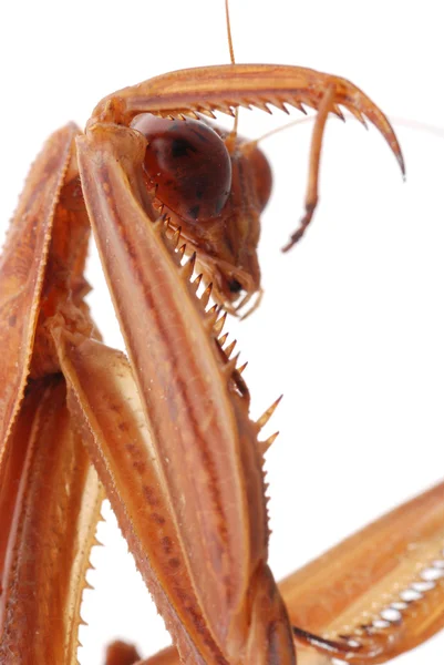 Praying mantis hoofd macro — Stockfoto