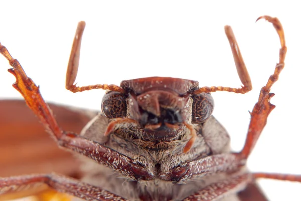 Scarab beetle portrai — Stock Photo, Image
