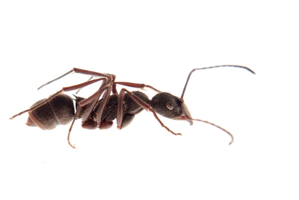 Izole karınca — Stok fotoğraf