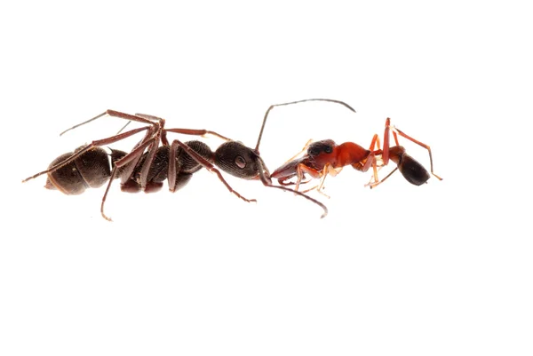 Ant and ant mimic spider — Stock Photo, Image