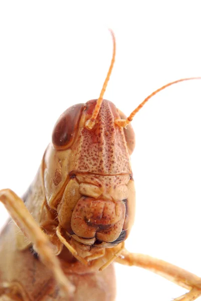 Porträtt makro för en gräshoppa isolerad på vit — Stockfoto