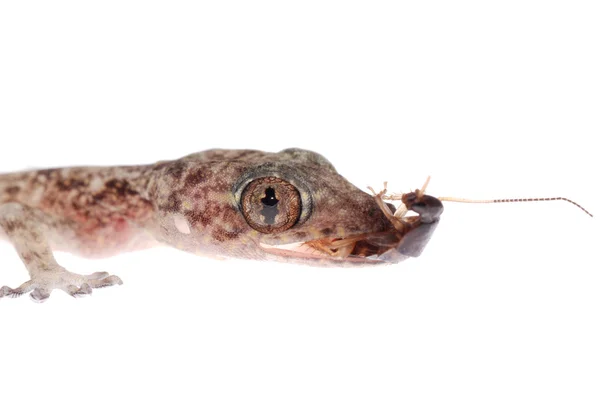 Gecko babe äter mört isolerade — Stockfoto
