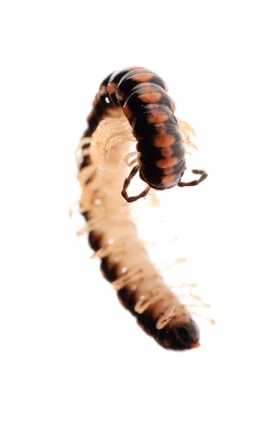 Animal millipede — Stock Photo, Image