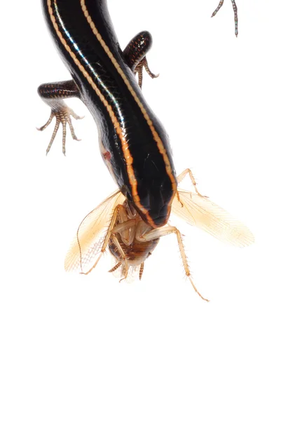 Lizard eat roach — Stock Photo, Image