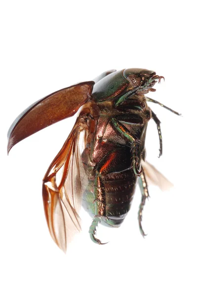 Uçan yeşil böcek böcek — Stok fotoğraf