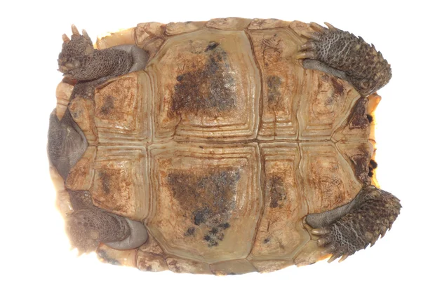 Tartaruga tartaruga — Foto Stock