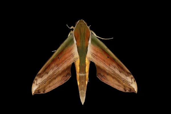 Insect moth isolated on black — Stock Photo, Image