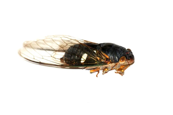 Insect cicade geïsoleerd in wit — Stockfoto