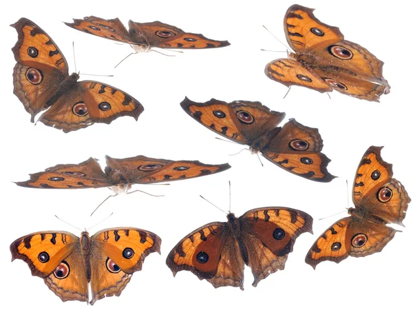 Motyl zestaw kolekcja — Zdjęcie stockowe