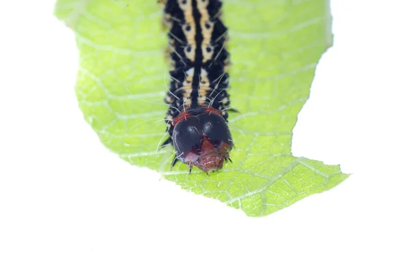 Гусеница бабочки на зеленом листе — стоковое фото