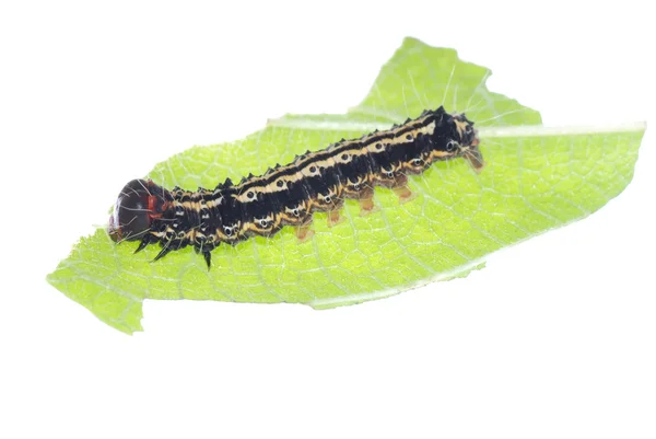 Butterfly caterpillar on green leaf — Stock Photo, Image