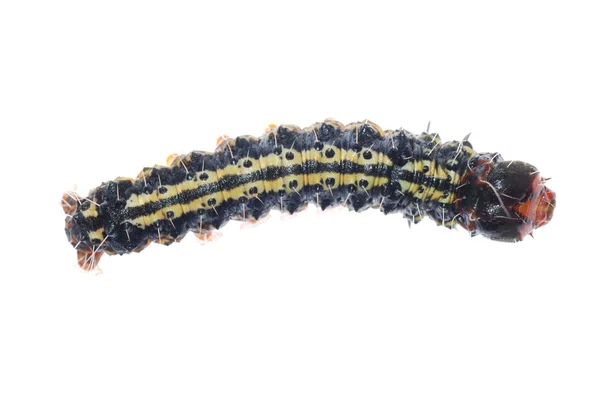 Vlinder caterpillar — Stockfoto