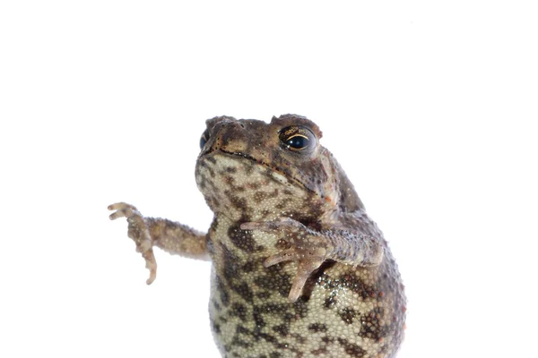 Животная жаба — стоковое фото