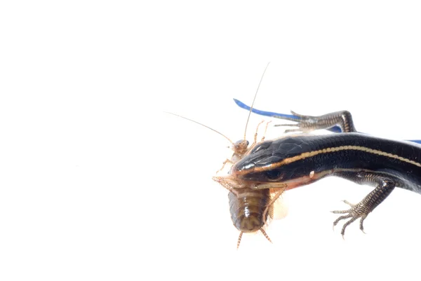 Animal lizard eat roach — Stock Photo, Image