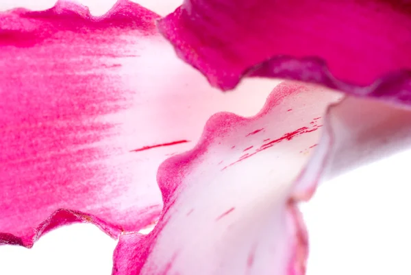 Rosafarbenes Blütenmakro — Stockfoto