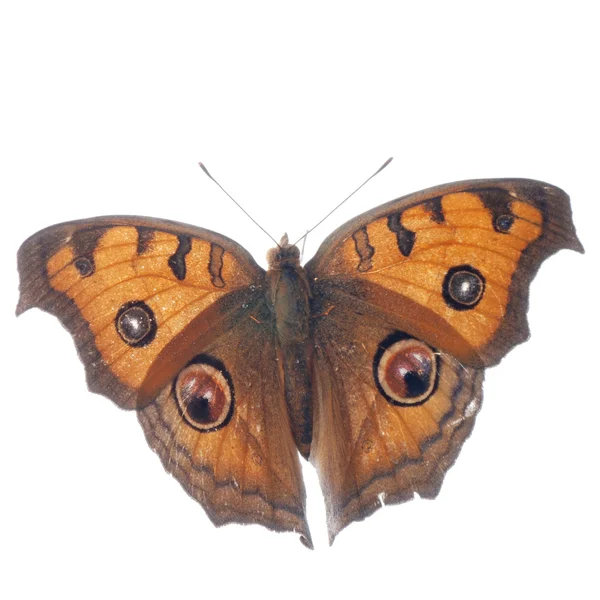 Peacock viooltje vlinder, junonia almana — Stockfoto