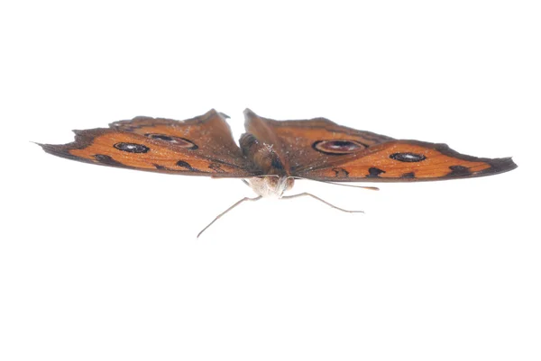 Mariposa pavo real pensamiento volando, junonia almana —  Fotos de Stock