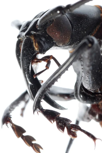 Insect longhorn beetle head macro — Stock Photo, Image
