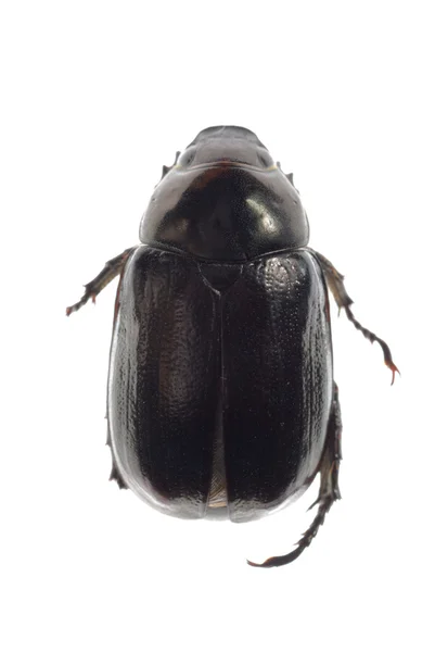Black scarab beetle — Stock Photo, Image