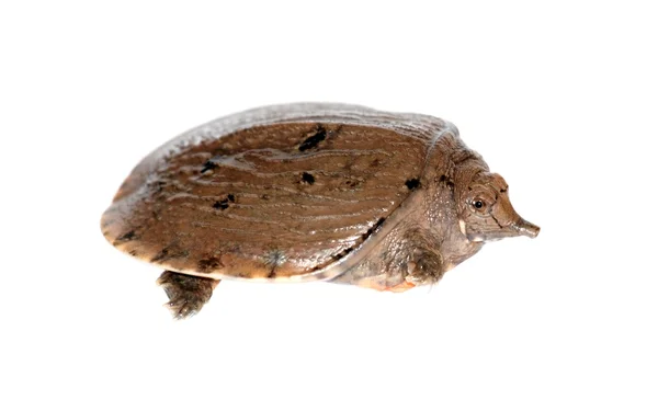 Jejune chinesische Weichschildkröte (pelodiscus sinensis)) — Stockfoto
