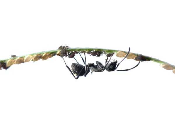 Simbiosis de hormigas y pulgones —  Fotos de Stock