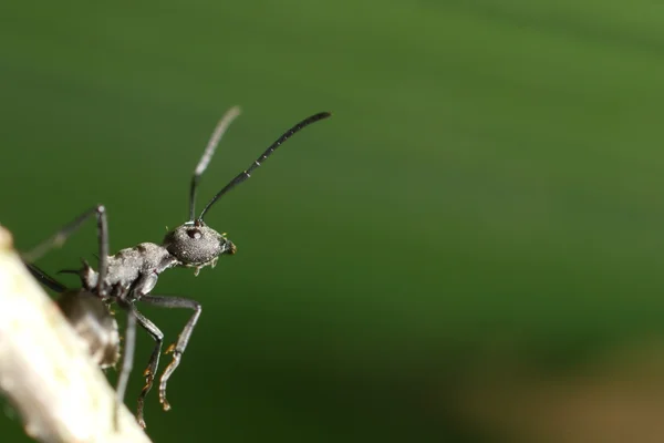 Εντόμων μυρμήγκι φόντο — Φωτογραφία Αρχείου