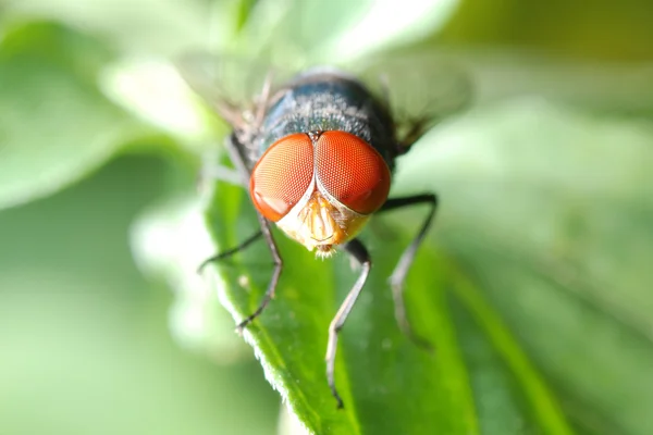 곤충 비행 매크로 — 스톡 사진