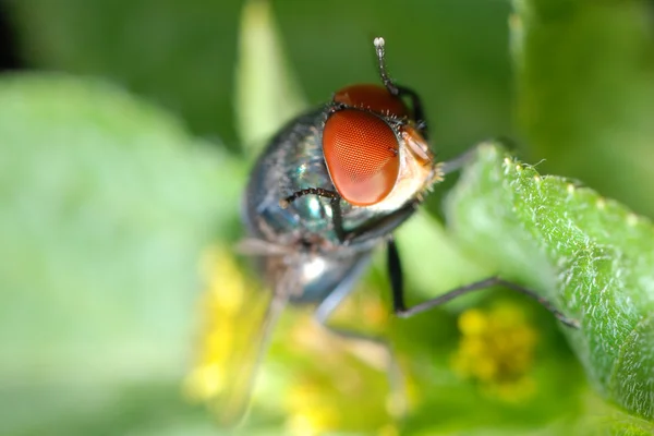 Макро мухи насекомых — стоковое фото