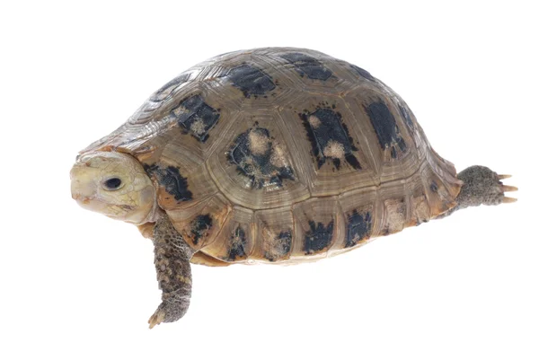 Ζώο χελώνα χελώνα — Φωτογραφία Αρχείου