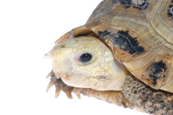 Dierlijke schildpad schildpad — Stockfoto