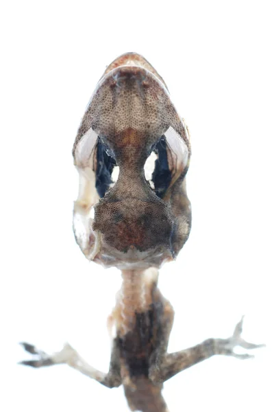 Dead gecko skull — Stock Photo, Image