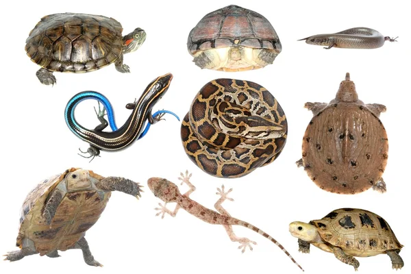 Colección de animales silvestres reptil — Foto de Stock
