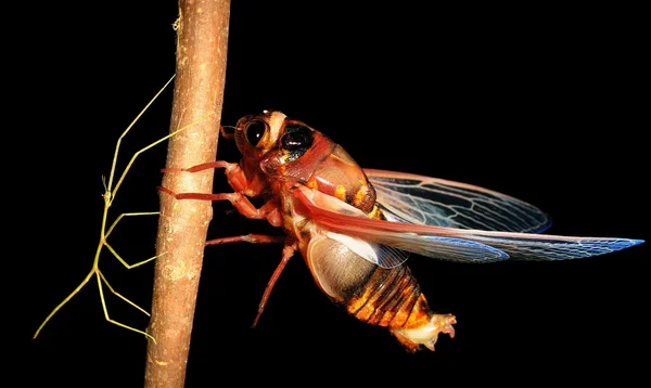 Cigale d'insecte et insecte bâton de marche — Photo